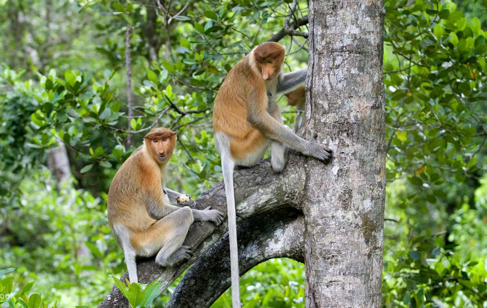 Klias Proboscis Monkey River Cruises & Fireflies Tour